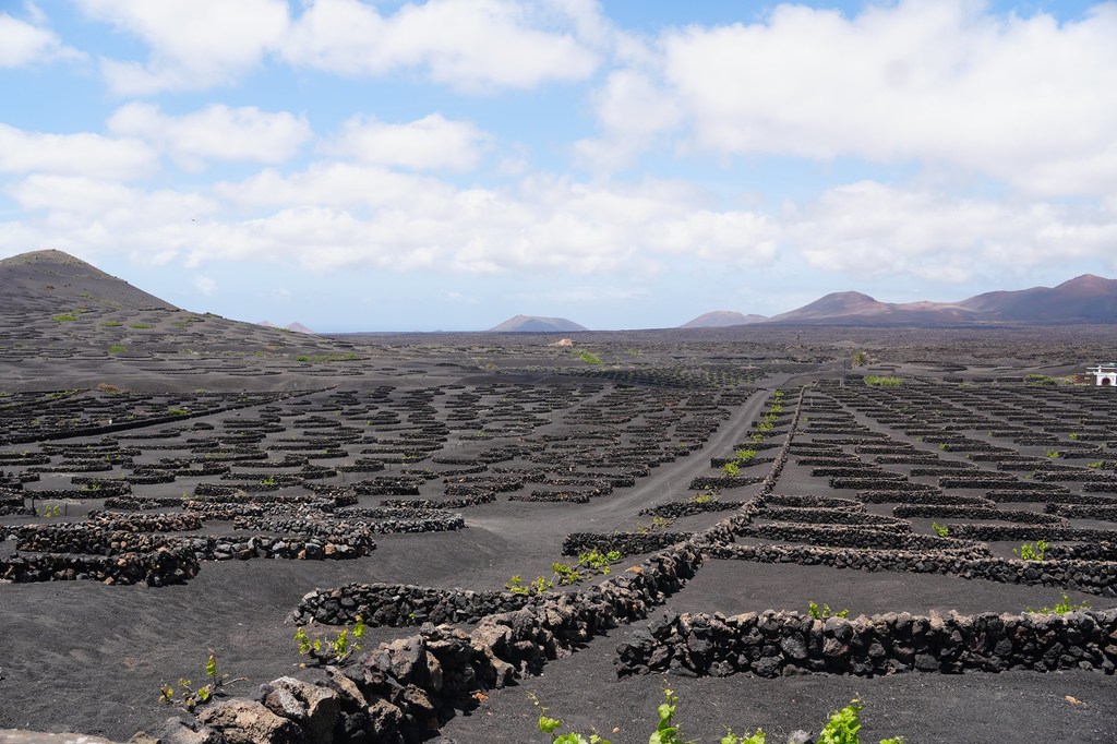 Sistemas Agrícolas en Jable y Arenas Volcánicas en la Isla de Lanzarote, España. Esta zona de viñedos, característica de Lanzarote, es un agrosistema único en el mundo.